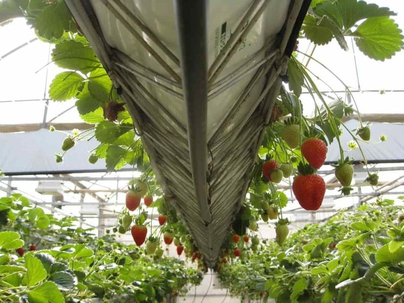 Harvest often and plan to replant next fall