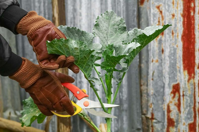 Harvest outer leaves and leave the center growing Harvest outer leaves and leave the center growing