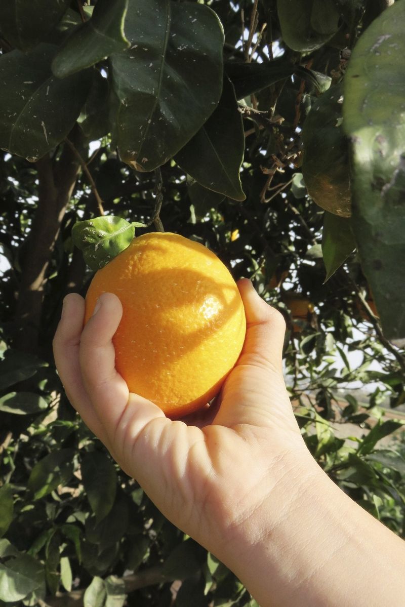 Harvest promptly when the fruit tastes ready