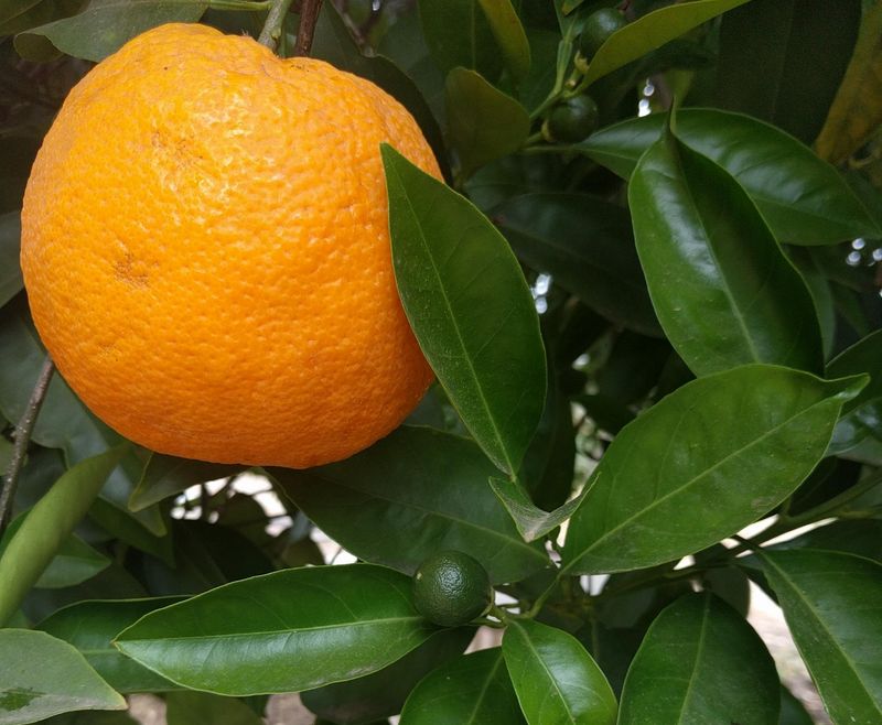 Harvest ripe fruit before a damaging freeze, not before fall