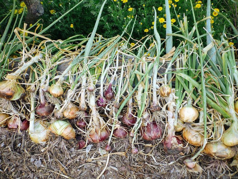 Harvest when stems weaken, then dry the bulbs Harvest when stems weaken, then dry the bulbs