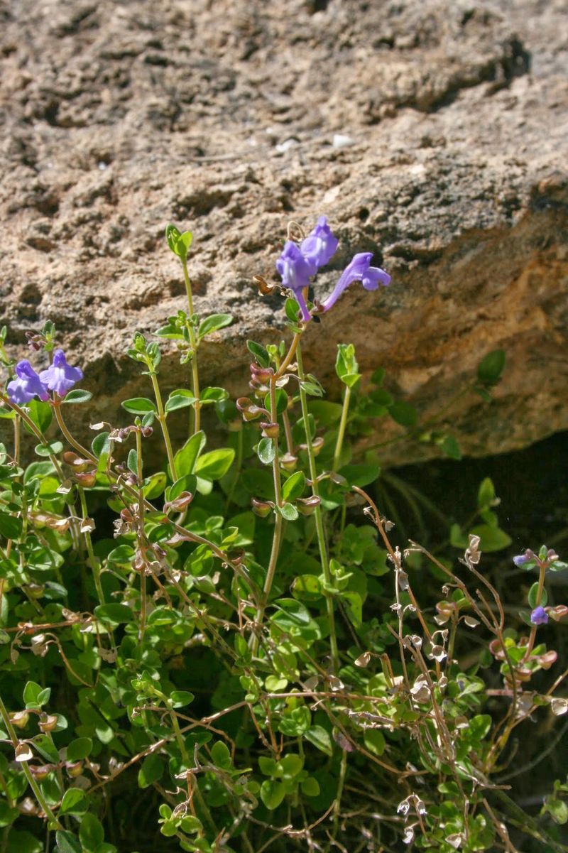 Havana Skullcap