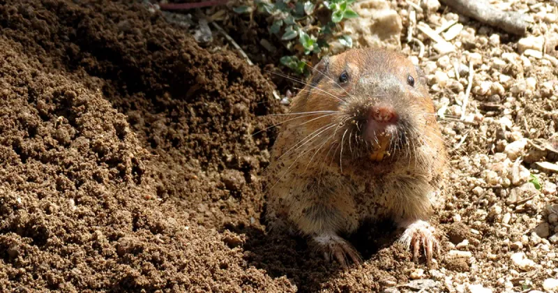 Hawks are not dependable gopher control