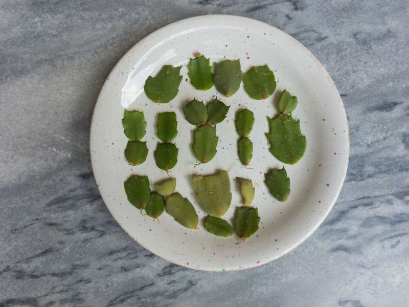 Healthy fallen segments offer a backup, not a cure