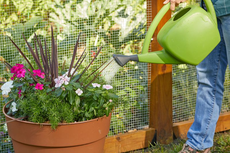 Heat-Tolerant Does Not Mean Water-Free