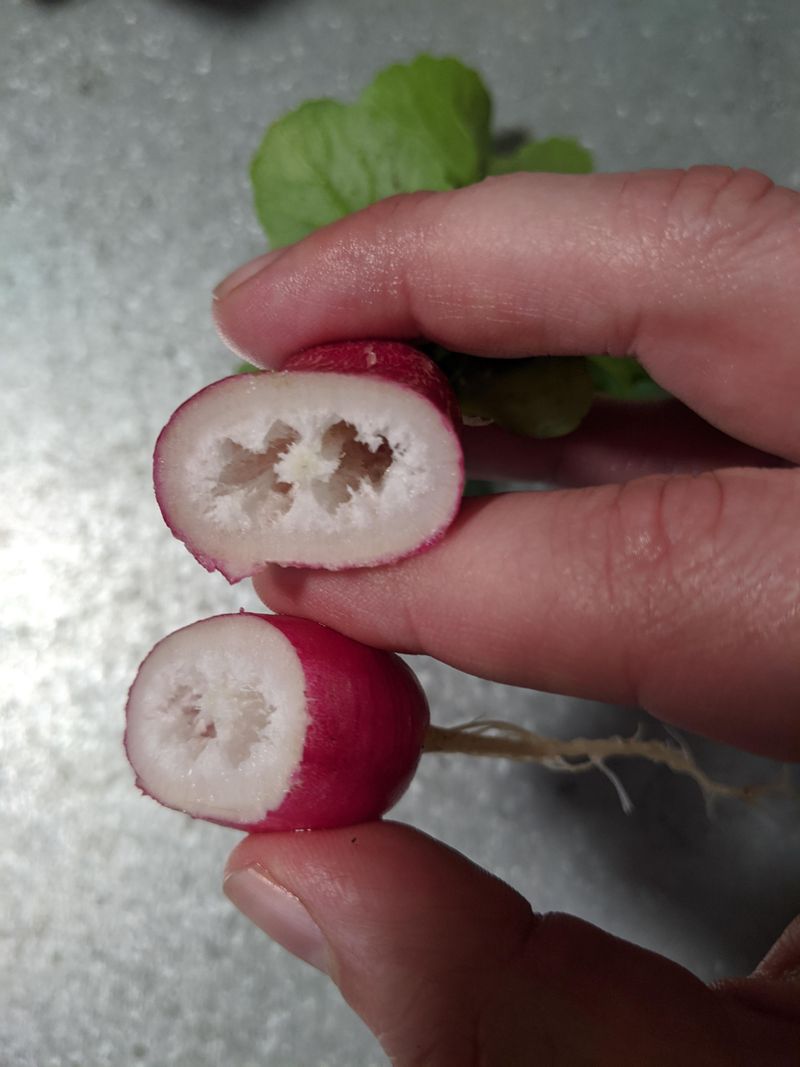Heat and late harvest have stronger links to pithiness
