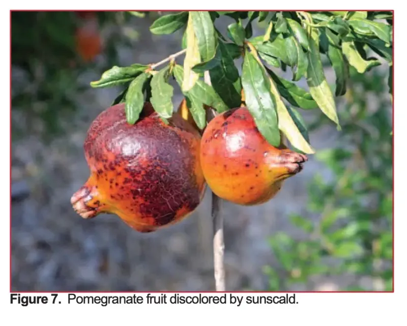 Heat-tolerant plants can still produce damaged fruit