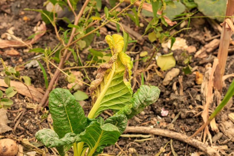 Heat, water, drainage, and disease can cause similar problems