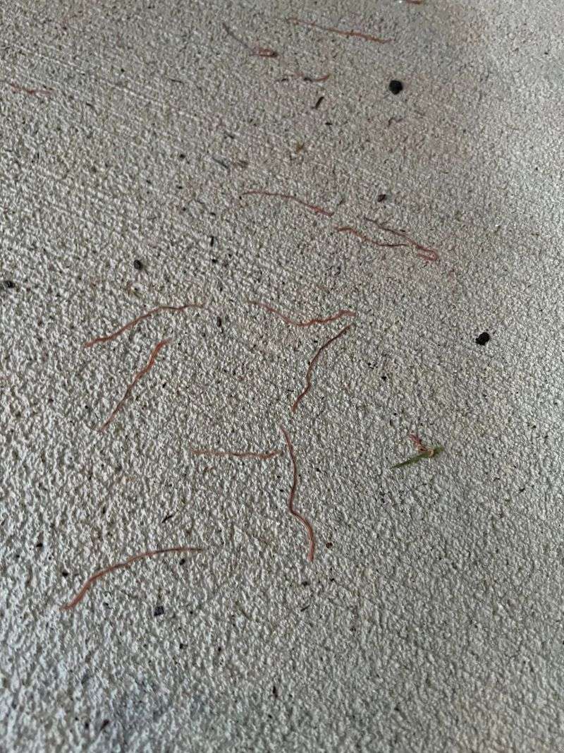 Heavy rain can send earthworms across pavement