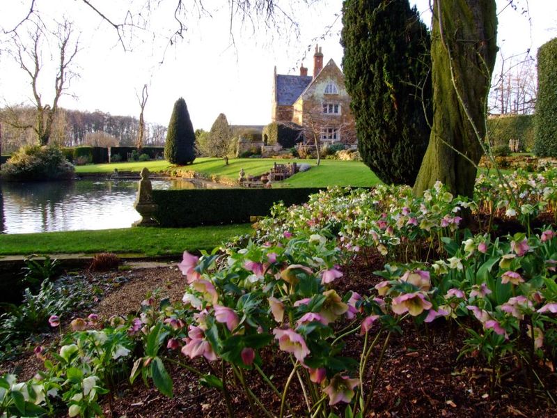 Hellebores brighten winter, but they are not alone