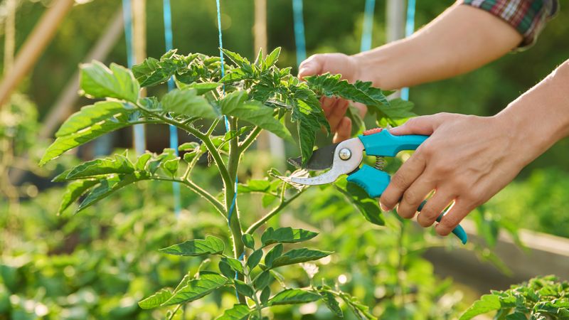 Help the plant focus on the crop that can still mature
