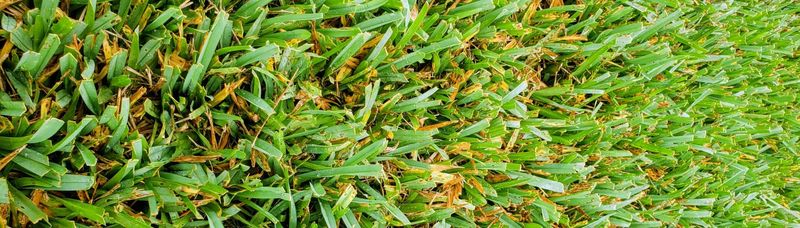 Herbicide Choices Depend on the Grass and the Timing