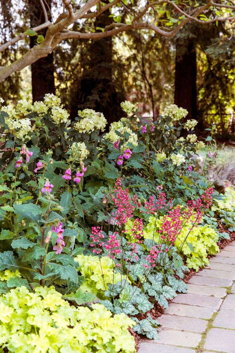 Heuchera (Coral Bells, Heuchera maxima and hybrids)