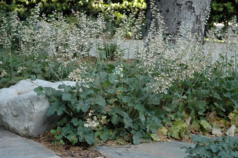 Heuchera maxima Heuchera maxima