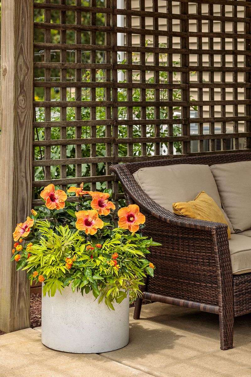 Hibiscus