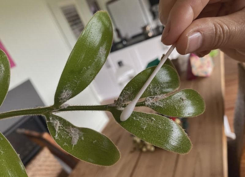 Hidden Pests Like Mealybugs