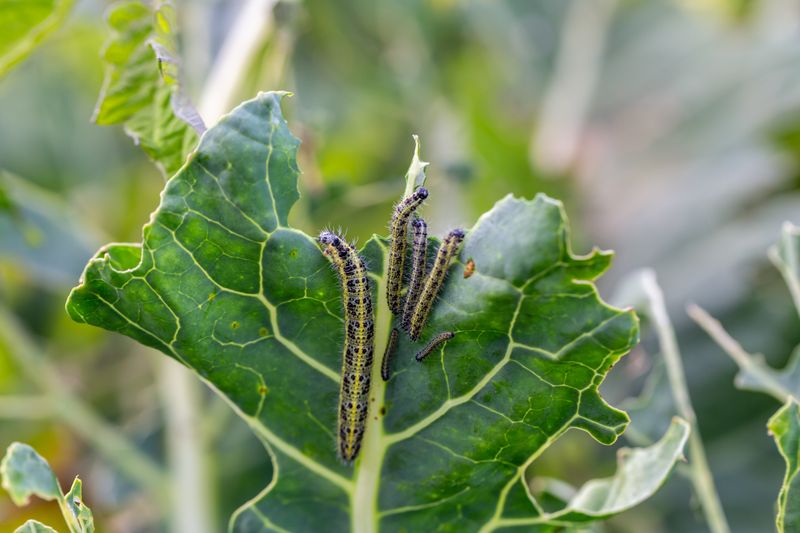 Holes point to chewing damage, not aphid feeding Holes point to chewing damage, not aphid feeding