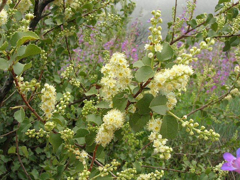 Hollyleaf Cherry (Prunus ilicifolia) Hollyleaf Cherry (Prunus ilicifolia)