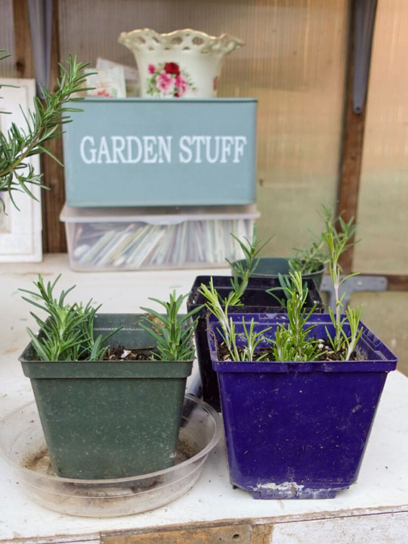 Homegrown Starter Plants to Share