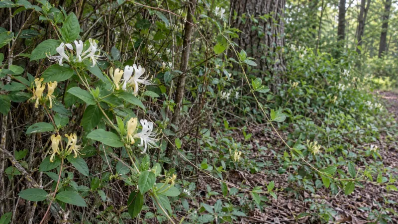 How Japanese honeysuckle affects a wooded edge