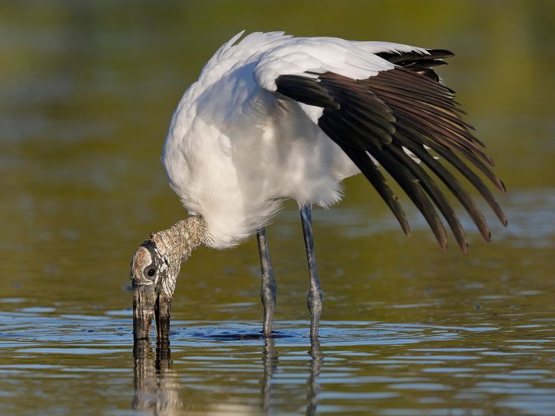 How a wood stork finds prey
