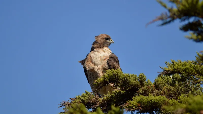 How anticoagulant bait can reach predators
