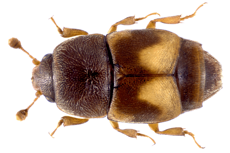 How beetles can contribute to souring How beetles can contribute to souring