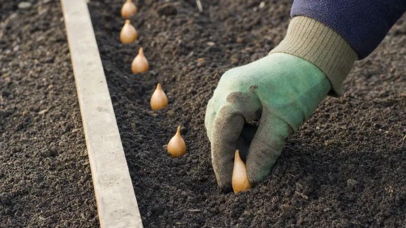 How deep should each crop go? How deep should each crop go?