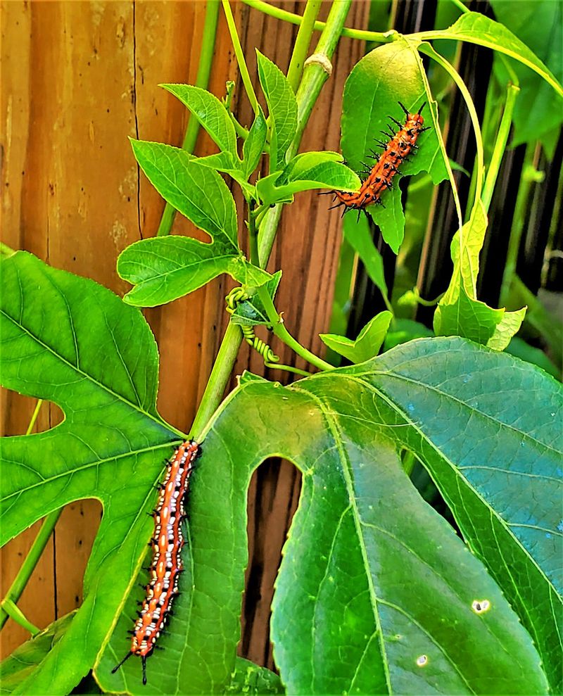 How does a fence vine become a butterfly nursery?