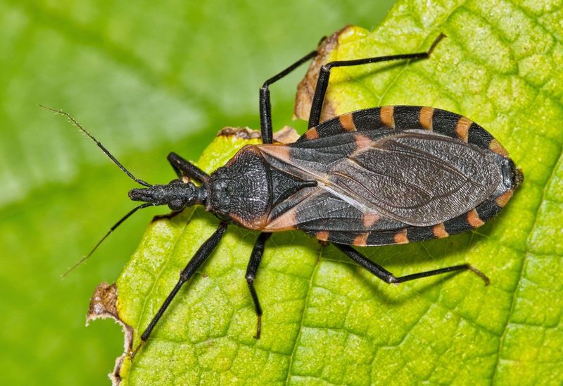 How does a kissing bug look different? How does a kissing bug look different?