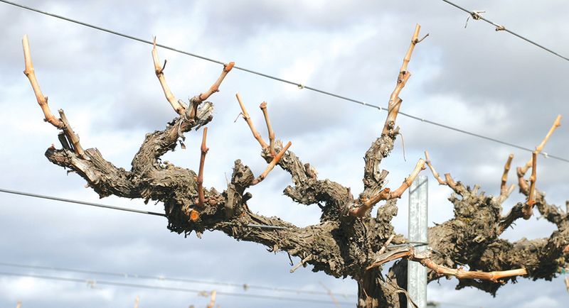 How dormant pruning supports next season’s crop