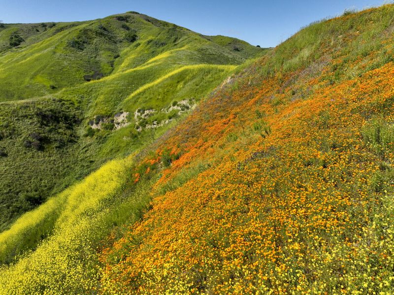 How fall rains can give poppies a head start