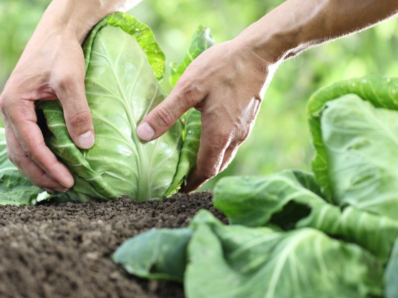How firm is firm enough to harvest?