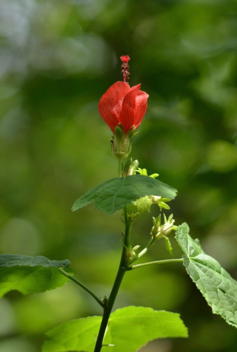 How flowering and migration can overlap