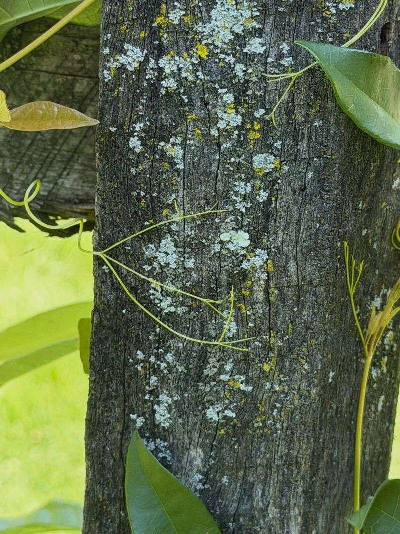 How green will crossvine stay in winter? How green will crossvine stay in winter?