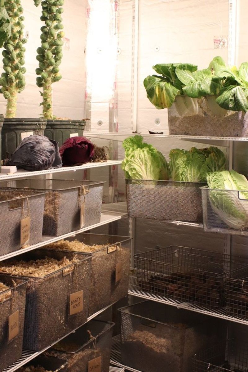 How long can beets really keep?