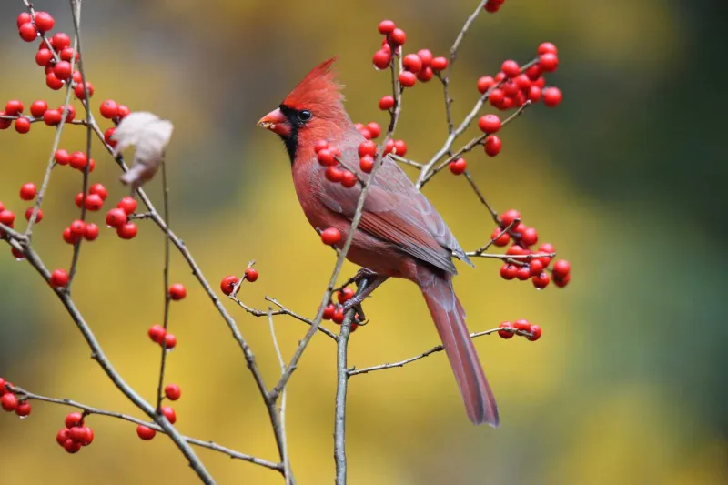 How much privacy survives winter?