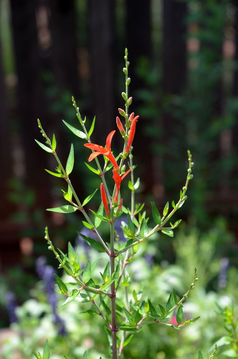 How much shade can flame acanthus handle? How much shade can flame acanthus handle?