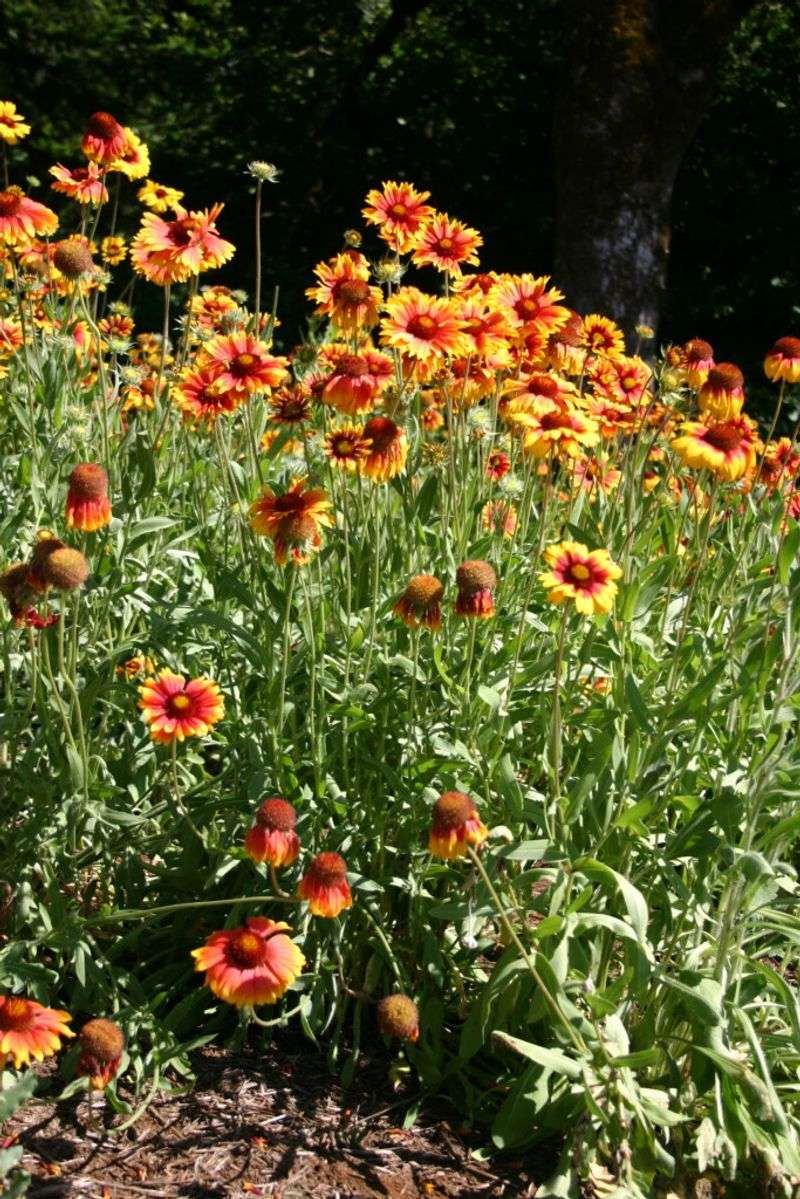 How self-seeding can renew a sunny bed