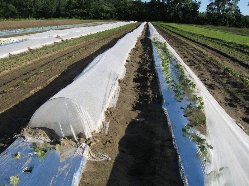 How to cover the row when frost threatens