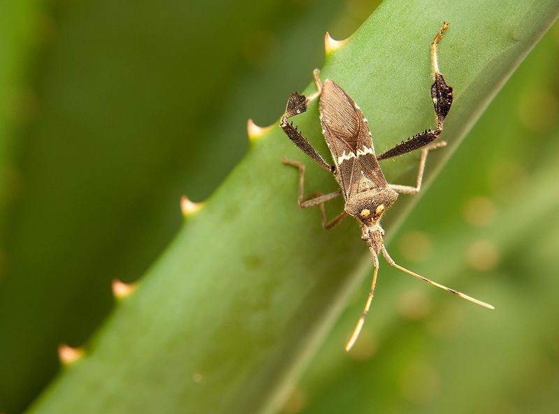 How to recognize a leaffooted bug How to recognize a leaffooted bug