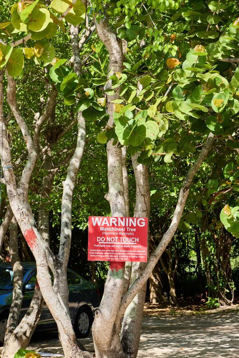 How to recognize a suspected manchineel without touching it How to recognize a suspected manchineel without touching it