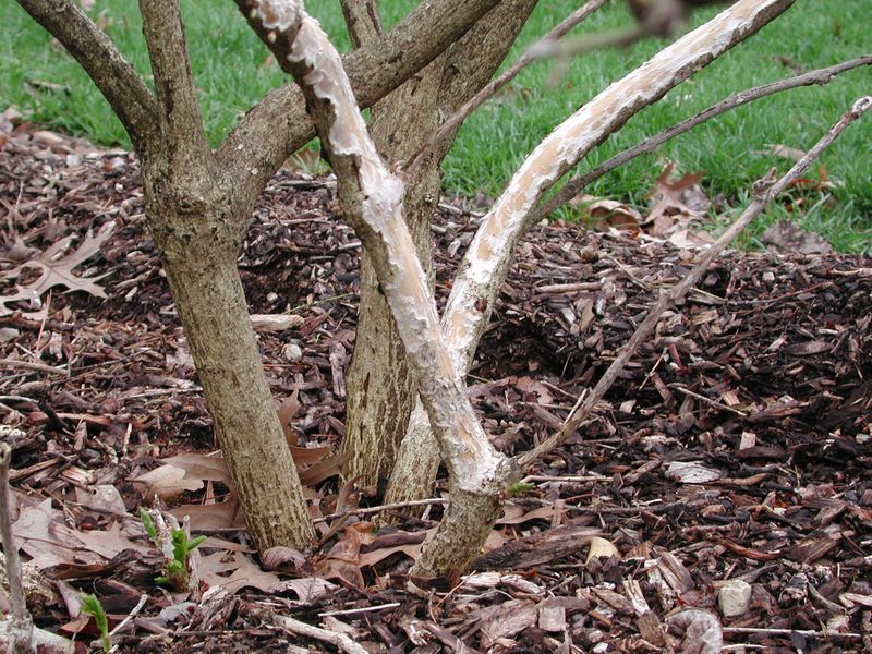 How to recognize likely rabbit damage
