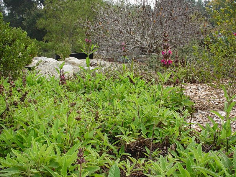 Hummingbird Sage