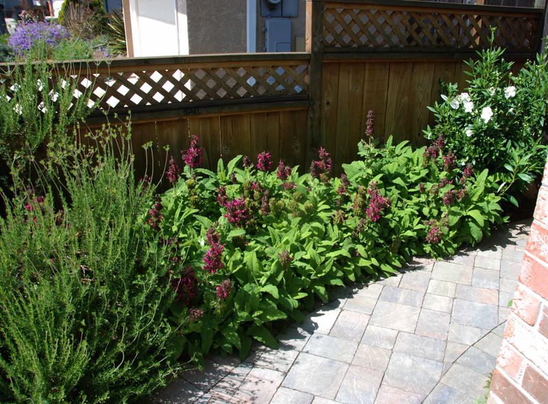 Hummingbird Sage (Salvia spathacea)