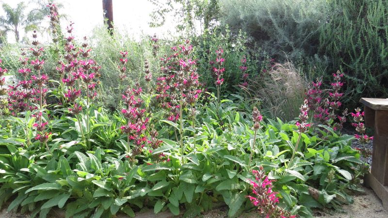 Hummingbird Sage