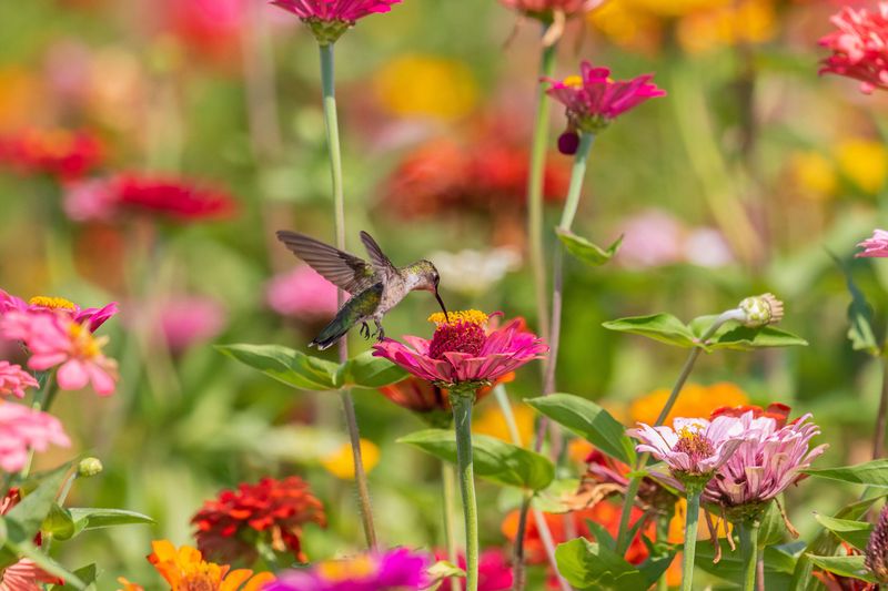 Hummingbirds need food as well as places to land
