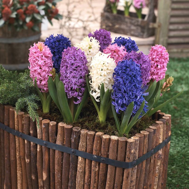 Hyacinths