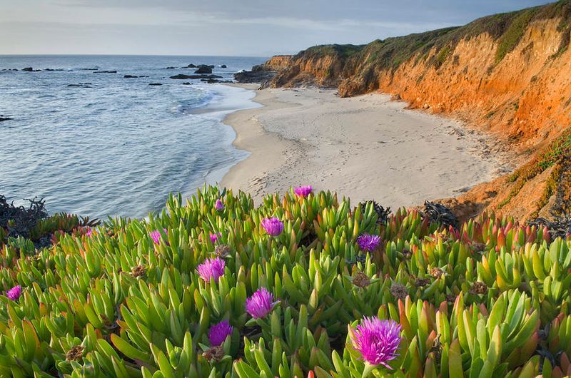 Ice Plant