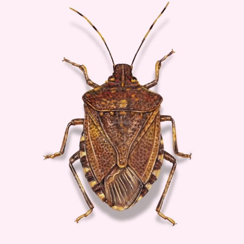 Identify brown marmorated stink bugs before applying fall advice Identify brown marmorated stink bugs before applying fall advice